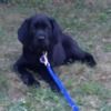 debbieprevite
